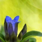 Kreuz-Enzian (Gentiana cruciata)