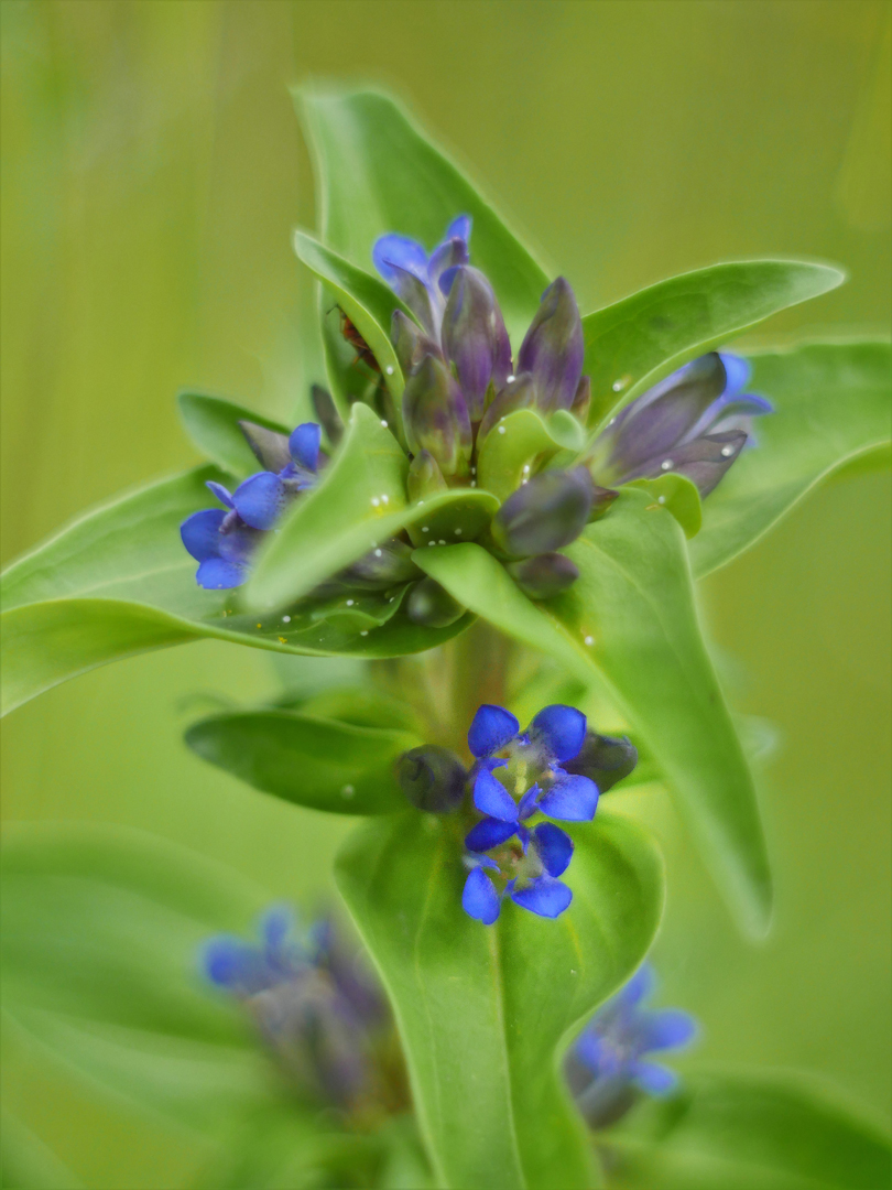 Kreuz-Enzian (Gentiana cruciata)