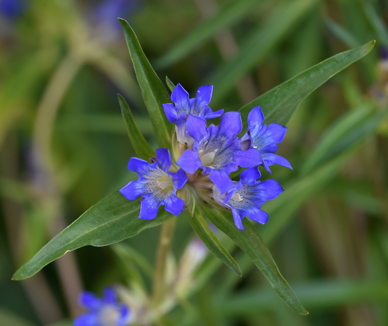 Kreuz-Enzian (Gentiana cruciata)