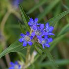 Kreuz-Enzian (Gentiana cruciata)