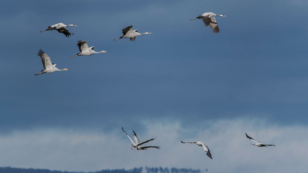 Kreuz & Quer Foto & Bild fotos, natur, tiere Bilder auf