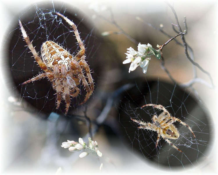 Kreuz - Spinne in Macro.