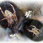 Kreuz - Spinne in Macro.