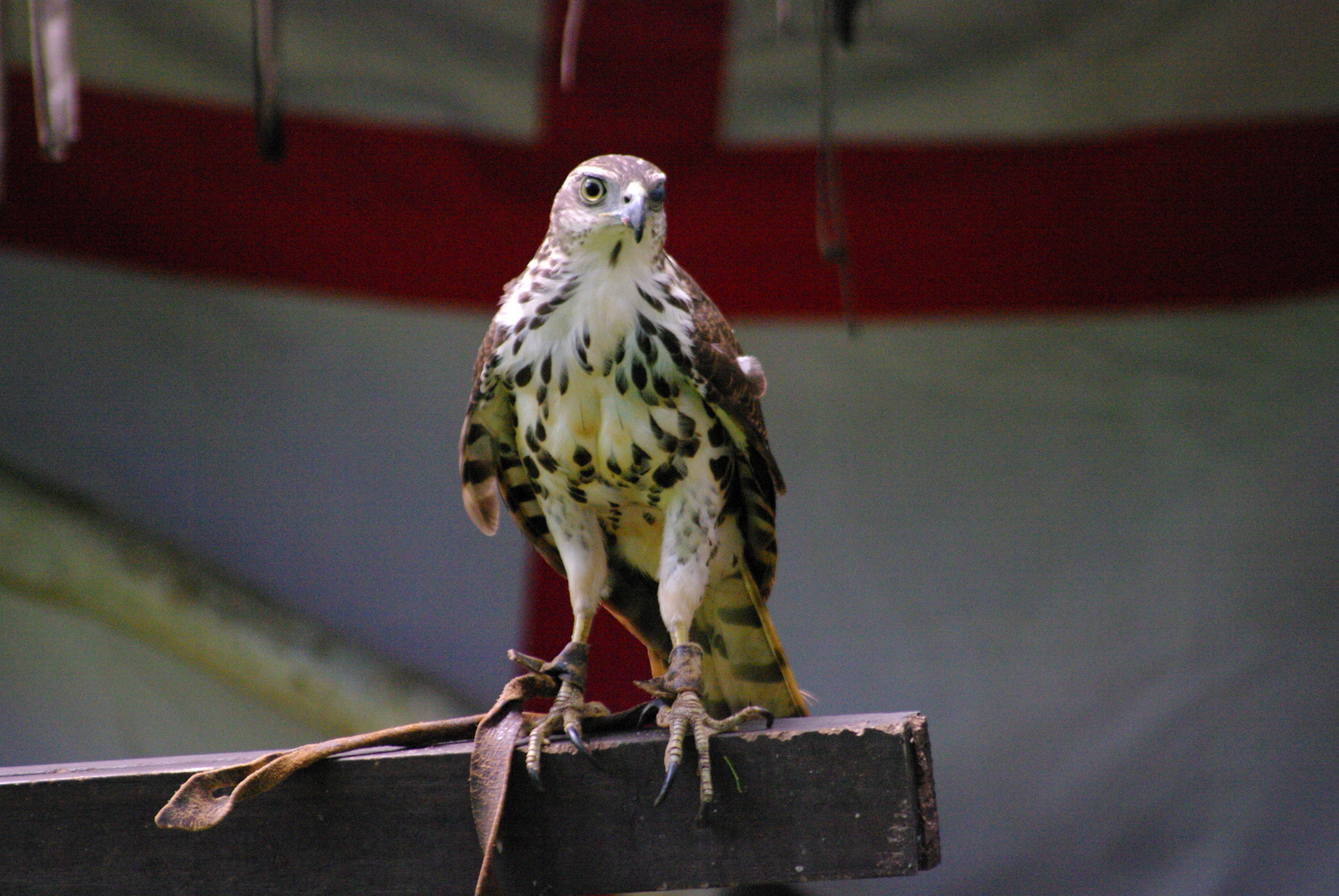 Kreuz und Falke