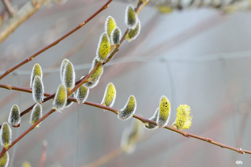 Kreuz und quer, und doch Frühling