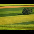 Kreuz- und Quergestreift