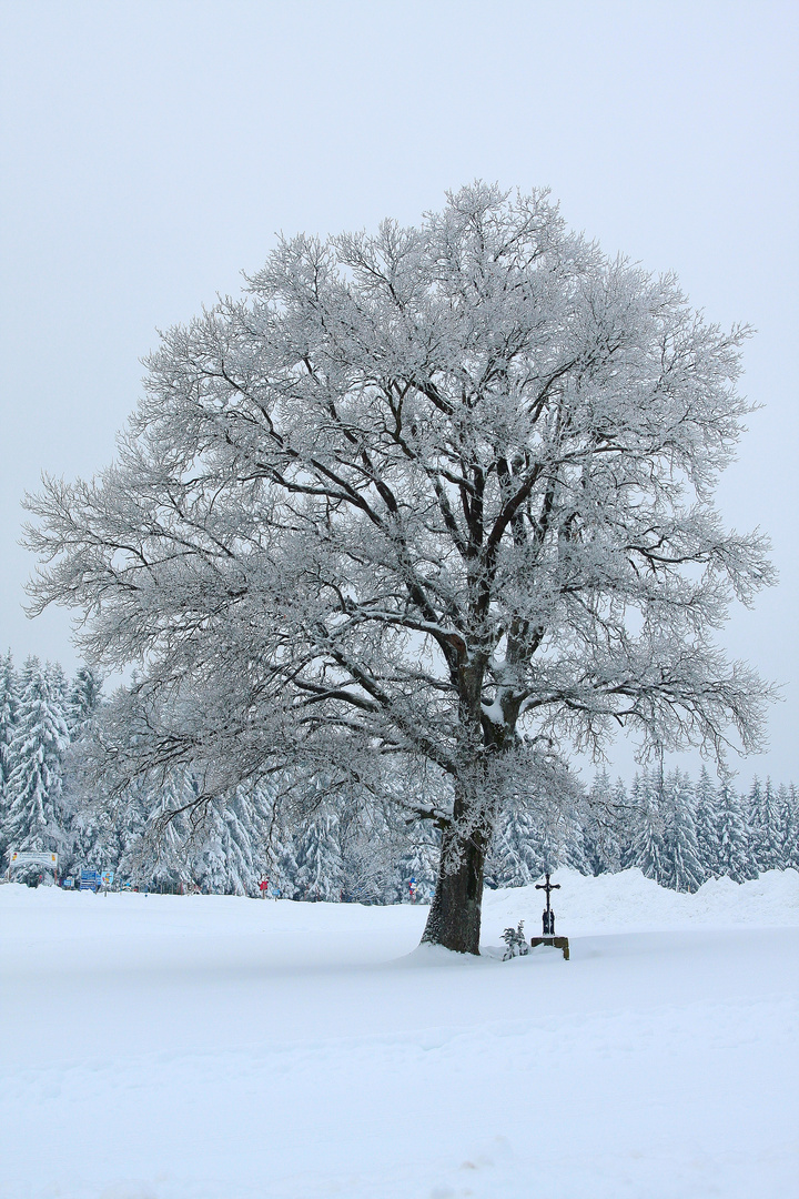 kreuz unterm baum Foto & Bild | architektur, sakralbauten, kapellen