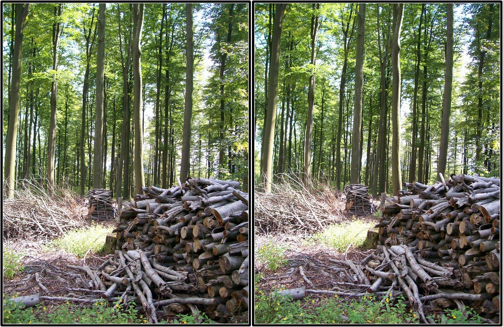 Kreuzblick - Holz