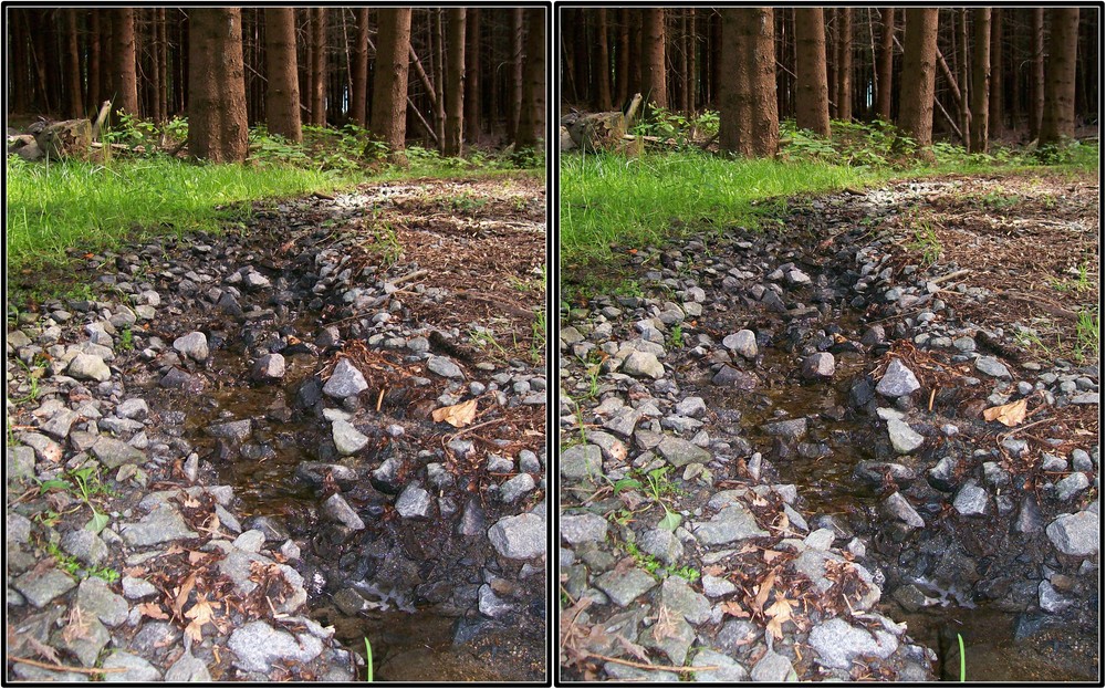 Kreuzblick - Waldweg mit Wasser