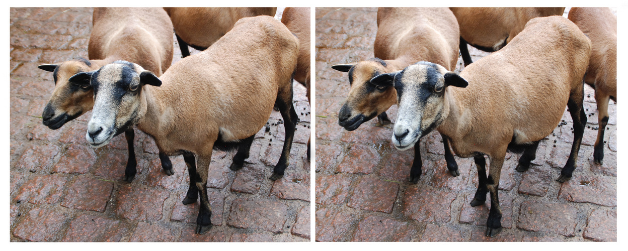 Kreuzblickbild in Zoo