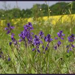 Kreuzblümchen (Polygala vulgaris)