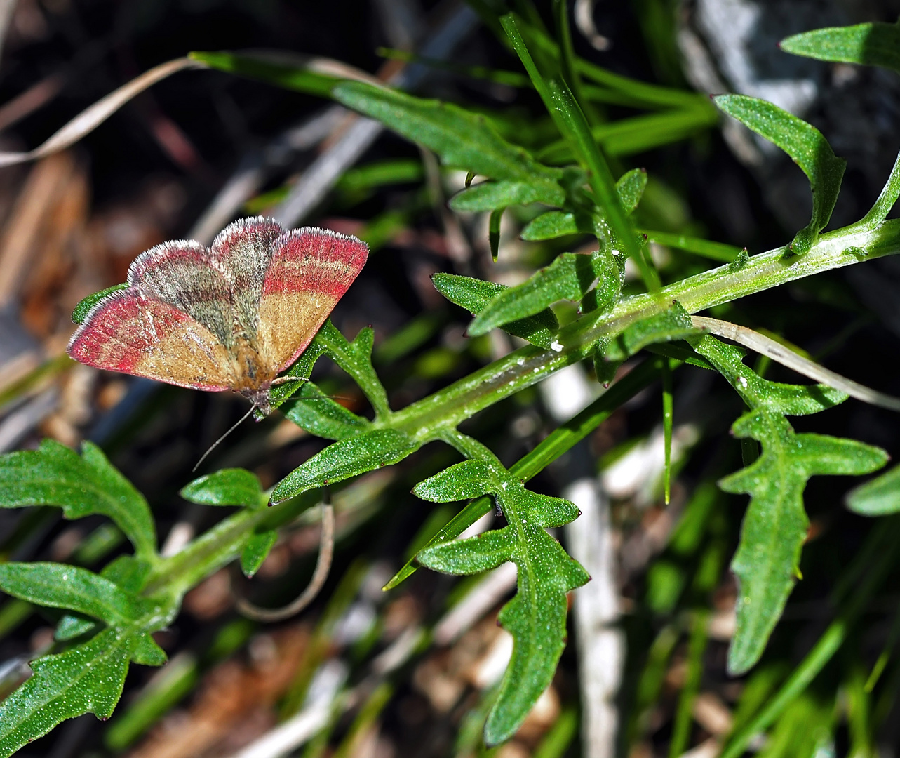 Kreuzblumen-Bunteulchen (Phytometra viridaria). *