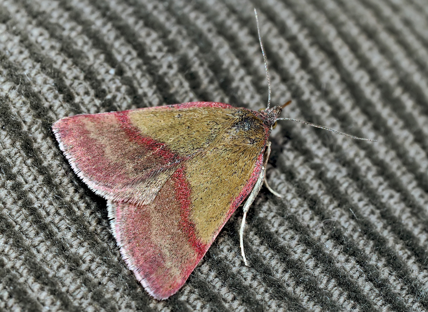 Kreuzblumen-Bunteulchen (Phytometra viridaria) - La Noctuelle couleur de bronze.