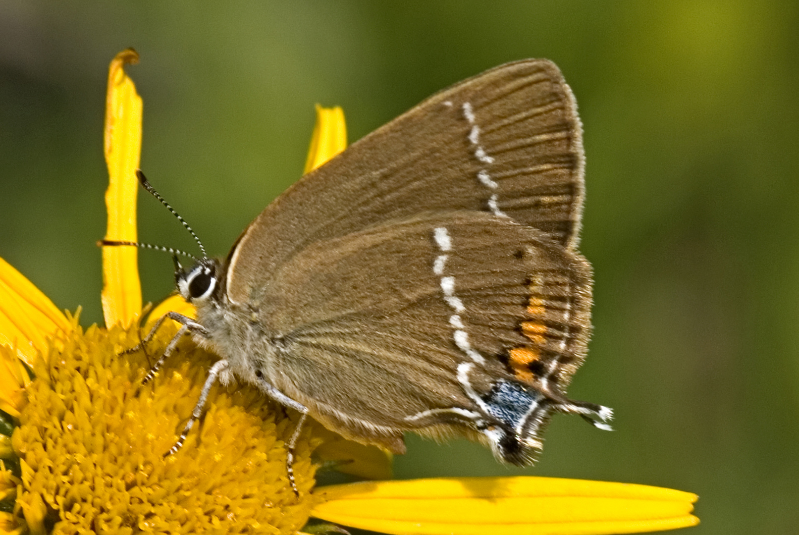 Kreuzdorn-Zipfelfalter (Satyrium spini)