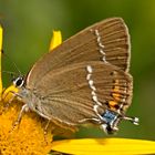 Kreuzdorn-Zipfelfalter (Satyrium spini)