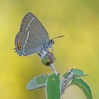 Kreuzdorn-Zipfelfalter (Satyrium spini)