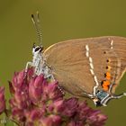 Kreuzdorn-Zipfelfalter (Satyrium spini)