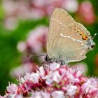 Kreuzdorn-Zipfelfalter (Satyrium spini)