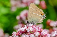 Kreuzdorn-Zipfelfalter (Satyrium spini)