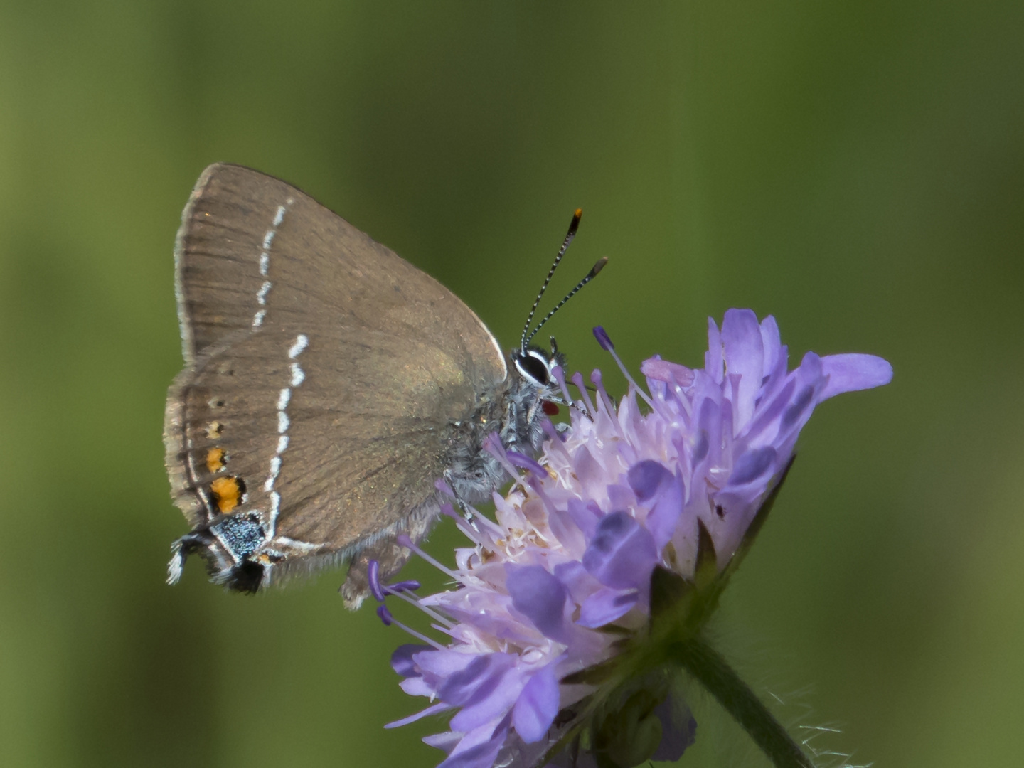 Kreuzdorn-Zipfelfalter (Satyrium spini)