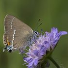 Kreuzdorn-Zipfelfalter (Satyrium spini)