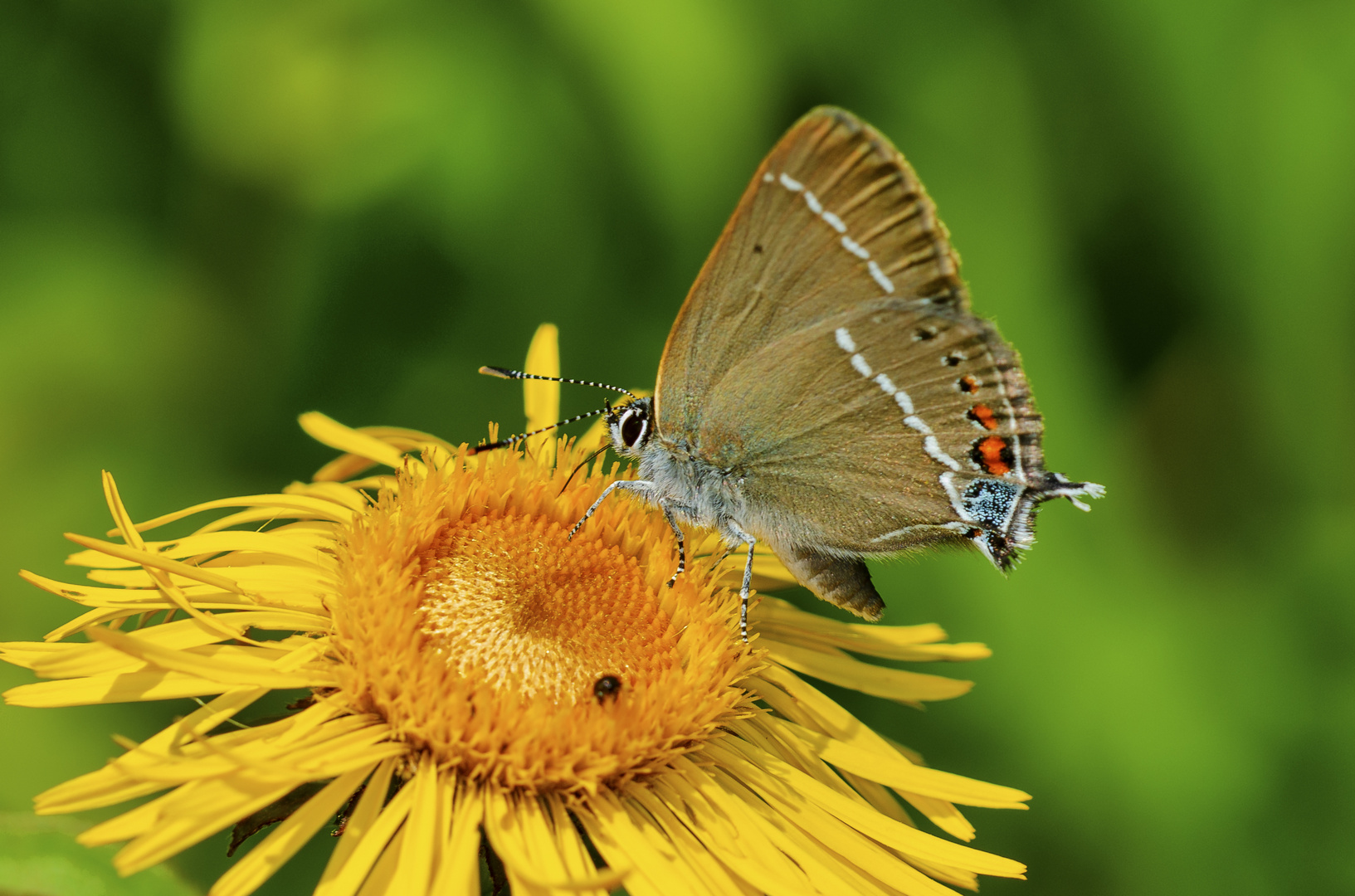 Kreuzdorn-Zipfelfalter (Satyrium spini)