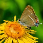 Kreuzdorn-Zipfelfalter (Satyrium spini)