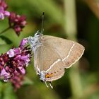 Kreuzdorn-Zipfelfalter (Satyrium spini)