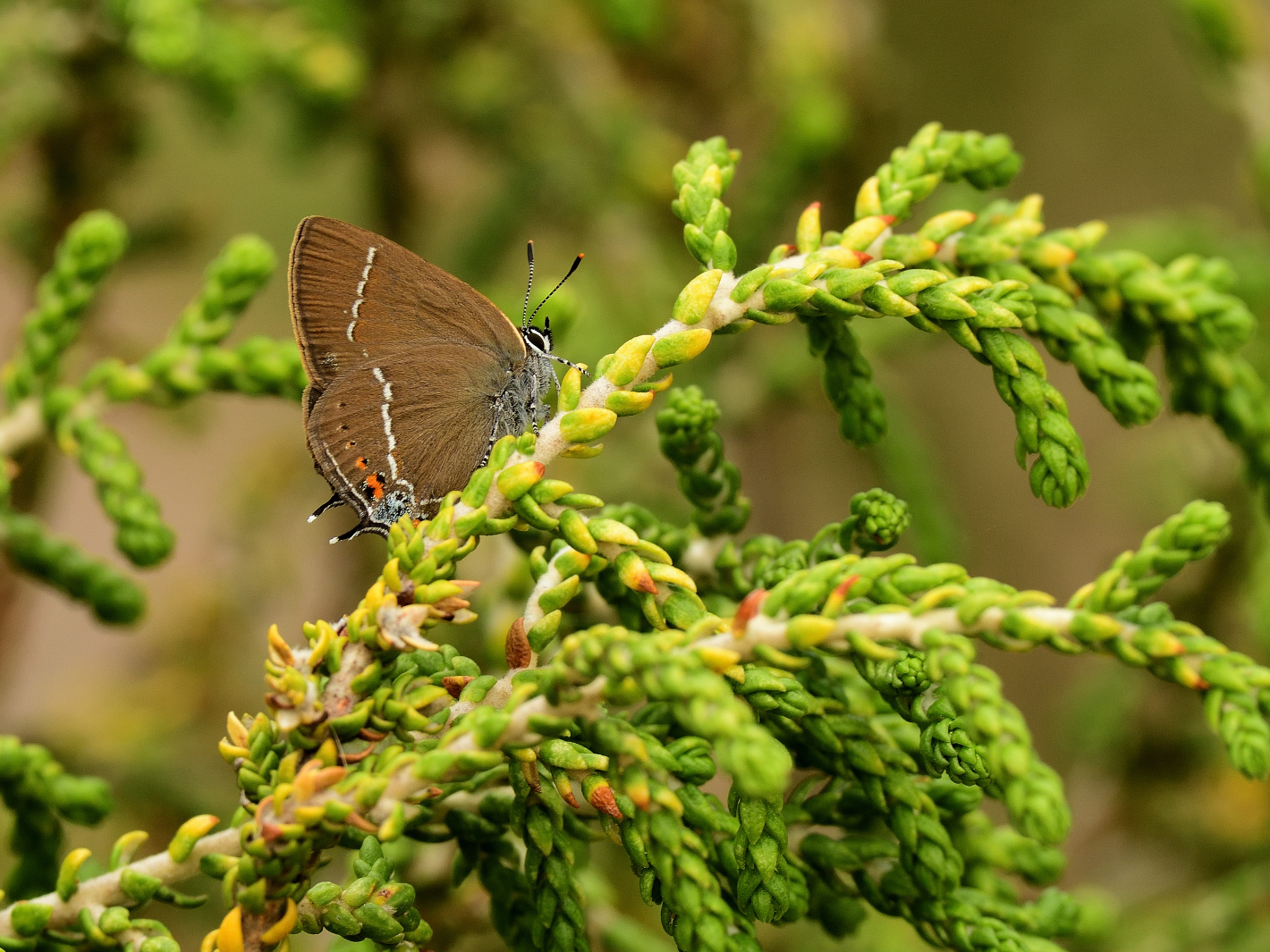 Kreuzdorn-Zipfelfalter (Satyrium spini), Blue spot hairstreak, Satyrium spini