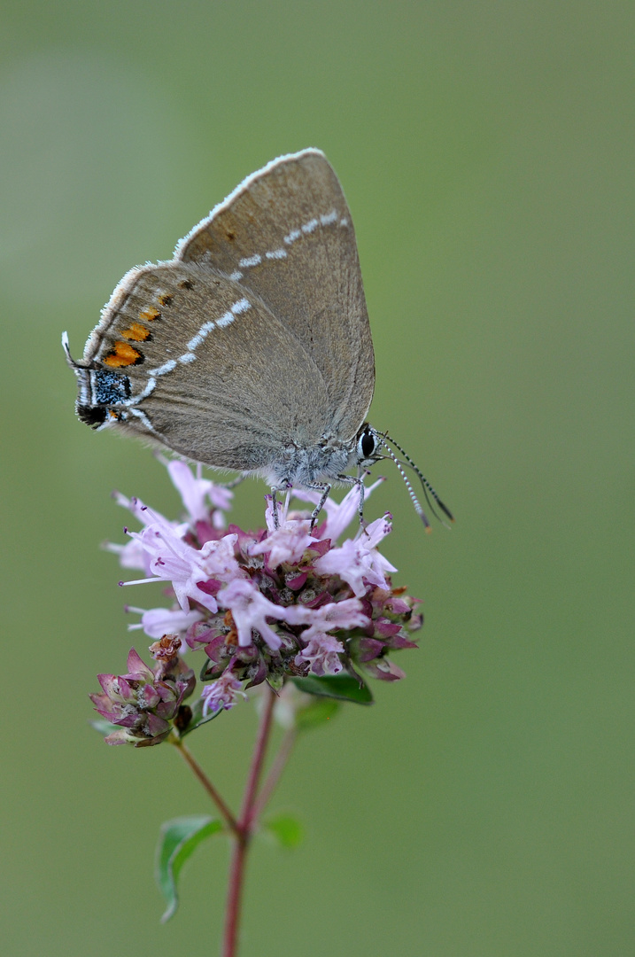 Kreuzdorn-Zipfelfalter (Satyrium spini)