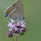 Kreuzdorn-Zipfelfalter (Satyrium spini)