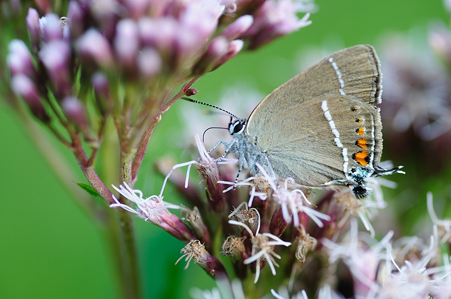 Kreuzdorn-Zipfelfalter (Satyrium spini)