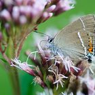 Kreuzdorn-Zipfelfalter (Satyrium spini)