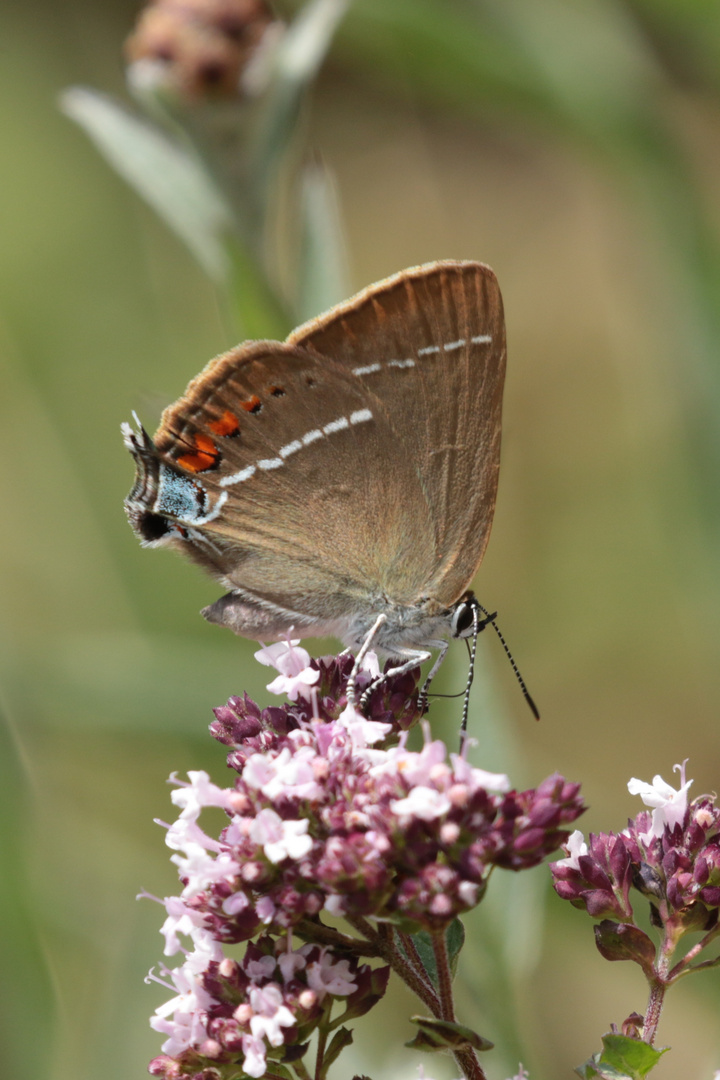 Kreuzdorn-Zipfelfalter (Satyrium spini)