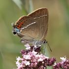 Kreuzdorn-Zipfelfalter (Satyrium spini)