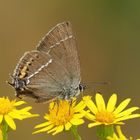 Kreuzdorn-Zipfelfalter, Satyrium spini