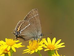 Kreuzdorn-Zipfelfalter, Satyrium spini