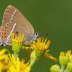 Kreuzdorn-Zipfelfalter (Satyrium spini) mit Zuschauer