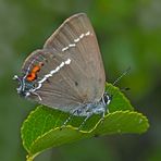 Kreuzdorn-Zipfelfalter (Satyrium spini) - Thècle des nerpruns.