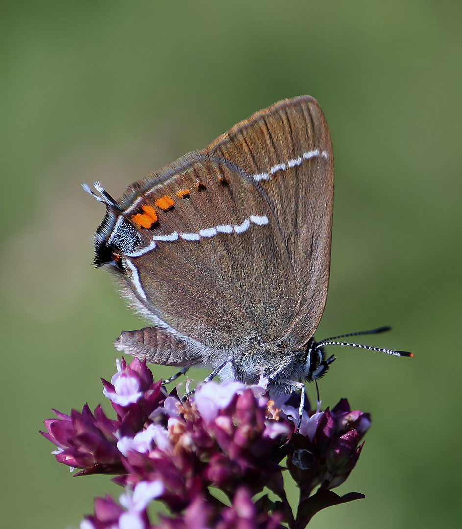 Kreuzdorn-Zipfelfalters (Satyrium spini) 