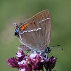 Kreuzdorn-Zipfelfalters (Satyrium spini) 