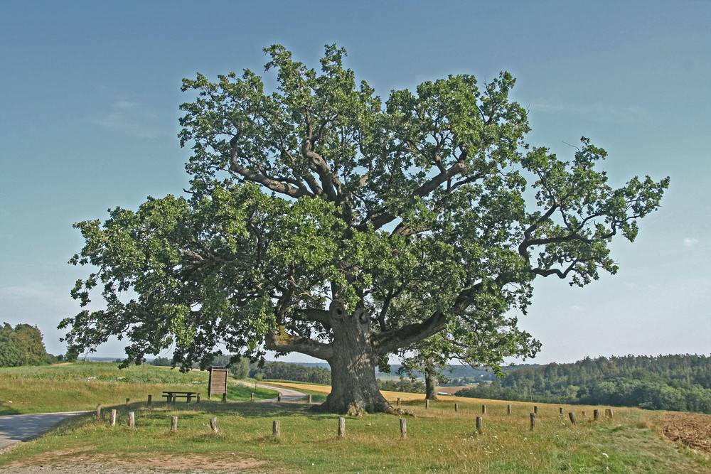 Kreuzeiche Ansbach