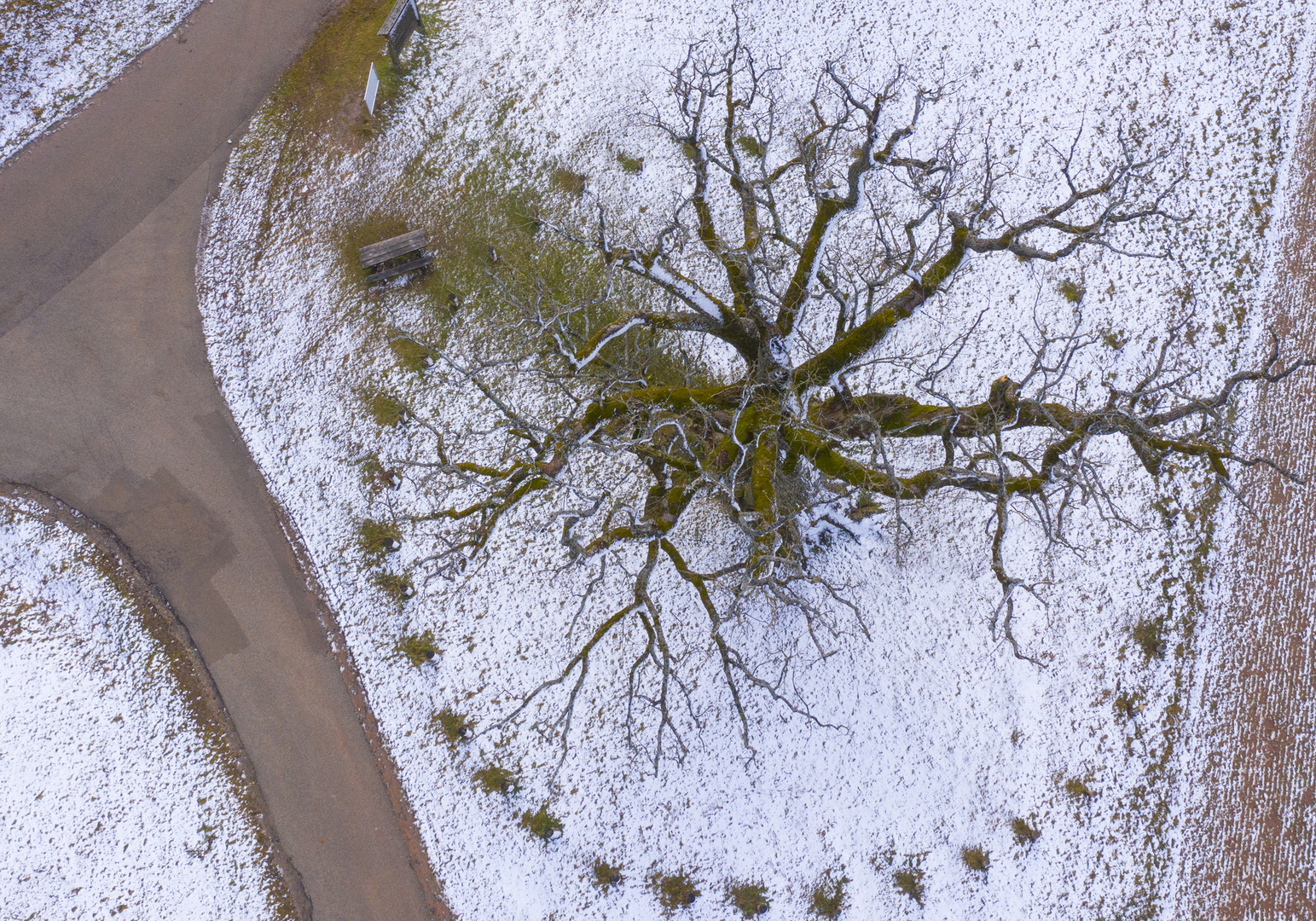 Kreuzeiche bei Hürbel am Rangen