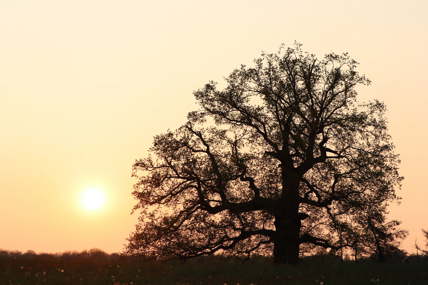 Kreuzeiche beim Sonnenuntergang