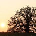 Kreuzeiche beim Sonnenuntergang