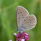 Kreuzenzian-Ameisenbläuling (Maculinea rebeli)