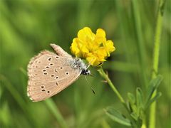 Kreuzenzian-Ameisenbläuling (Phengaris rebeli) 