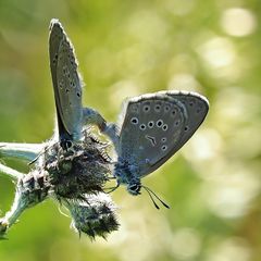 Kreuzenzian-Ameisenbläuling (Phengaris rebeli)