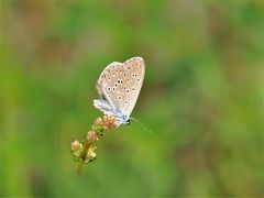 Kreuzenzian-Ameisenbläuling (Phengaris rebeli)