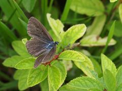 Kreuzenzian-Ameisenbläuling (Phengaris rebeli) w.